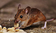 24 Hour & Emergency Exterminators in No Salem, NH